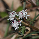harbinger of spring