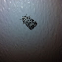 Hebrew Moth