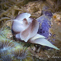 Lovely Headshield Slug
