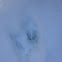 Whitetail deer tracks