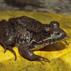 Northern Green Frog