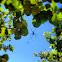 Golden orb weaver spider