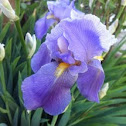 iris