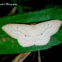 Geometrid moth