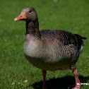 Greylag Goose