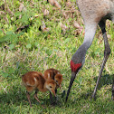 Sandhill Crane