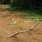 Red-tailed Racer