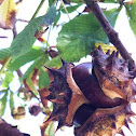 Horse chestnut