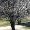 Bradford pear