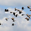 Black-bellied Whistling Duck