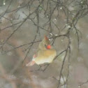 Cardinal