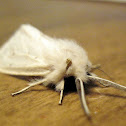 Ghost Moth
