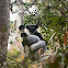 Indri