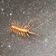House centipede