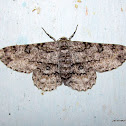 Geometridae