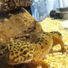 Leopard Gecko