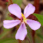 Azaléa de Cingapura (Singapore rhododendron)
