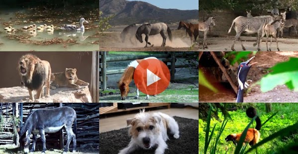 How to mod KidVid Animals lastet apk for bluestacks