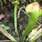Sarracenia jonesii