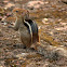 Indian Palm Squirrel