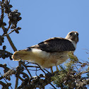 Red Tailed Hawk