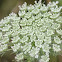 Queen Anne's Lace