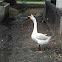 WHITE CHINESE GOOSE