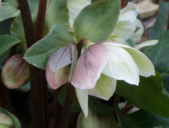 Spotting Image 1