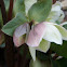 Christmas Rose