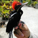 Lineated Woodpecker