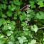 Foamflower