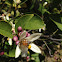 Honey bee