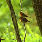Robin - Červenka obecná