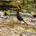 American Robin