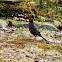 American Robin