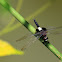 Pied Skimmer (玉帶蜻)