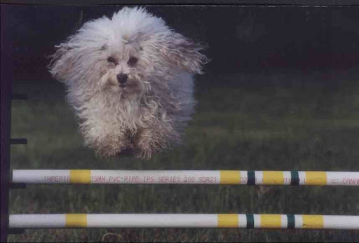 Havanese Puppy Cut. twin havanese puppy pictures