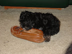 chewing_havanese