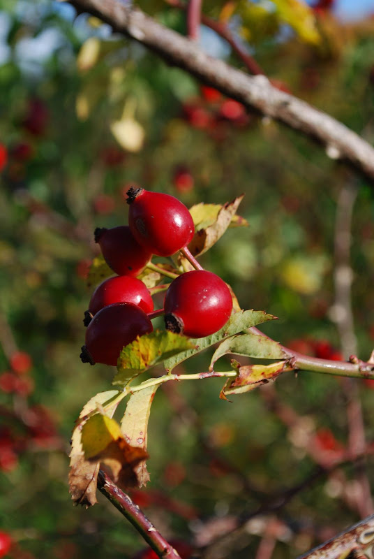20081012-DSC_0038.jpg
