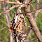 Bagworm moth cocoon