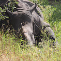White Rhino