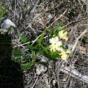 Puccoon