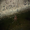 Eastern Narrowmouth Toad