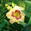 "Custard Candy" Daylily
