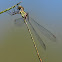 Caballito del diablo (Western Willow Spreadwing)
