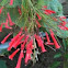 Firecracker