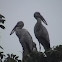 Asian Open-bill Stork