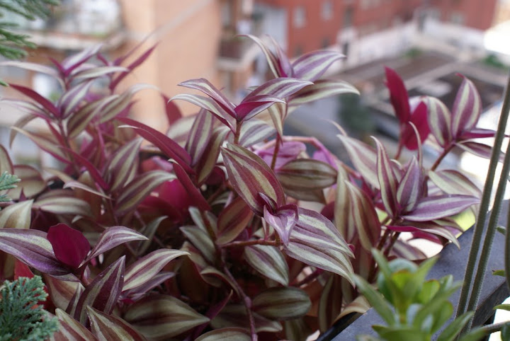 Tradescantia%20zebrina%20o%20pendula%20-%2007-10-07.JPG