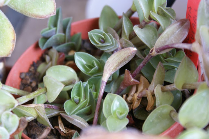 Tradescantia%20navicularis%2015-08-08.JPG