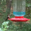 Ruby Throated Hummingbird
